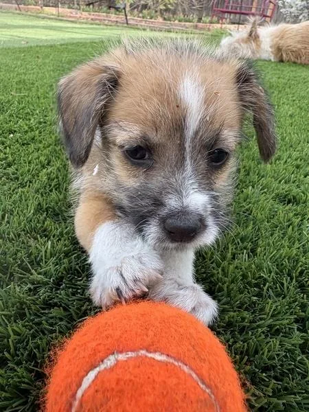 A young small-sized male Chihuahua dog named Devon Towesd for adoption in Denver, CO