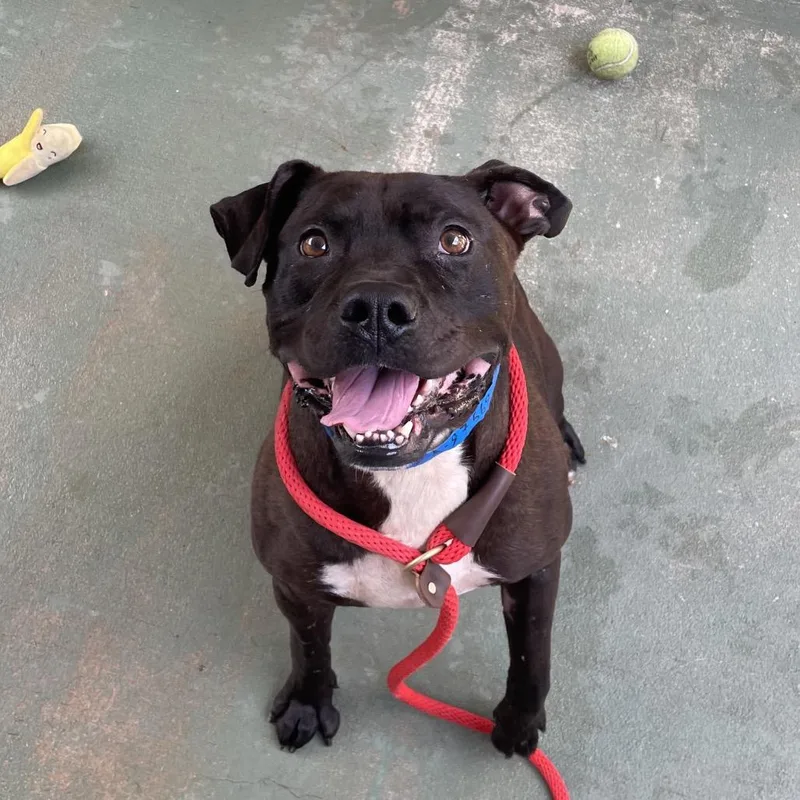 An adult medium-sized male Brown / Chocolate Mixed Breed dog named Atticus for adoption in Chattanooga, TN