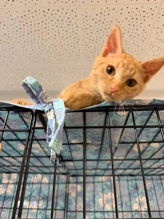 A baby medium-sized female Orange & White Domestic Short Hair cat named Peaches for adoption in Chisholm, MN