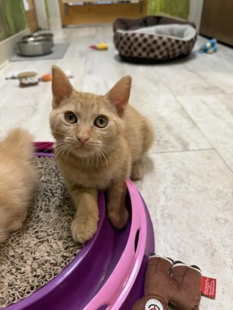 Peaches thumbnail 2