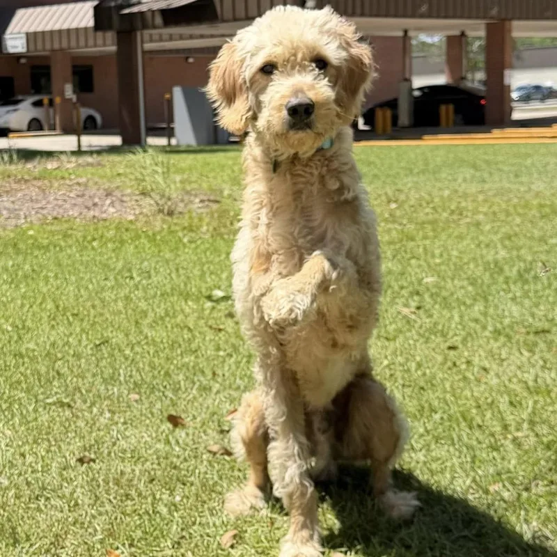 An adult medium-sized male White / Cream Standard Poodle dog named Jace Bennett for adoption in New Orleans, LA