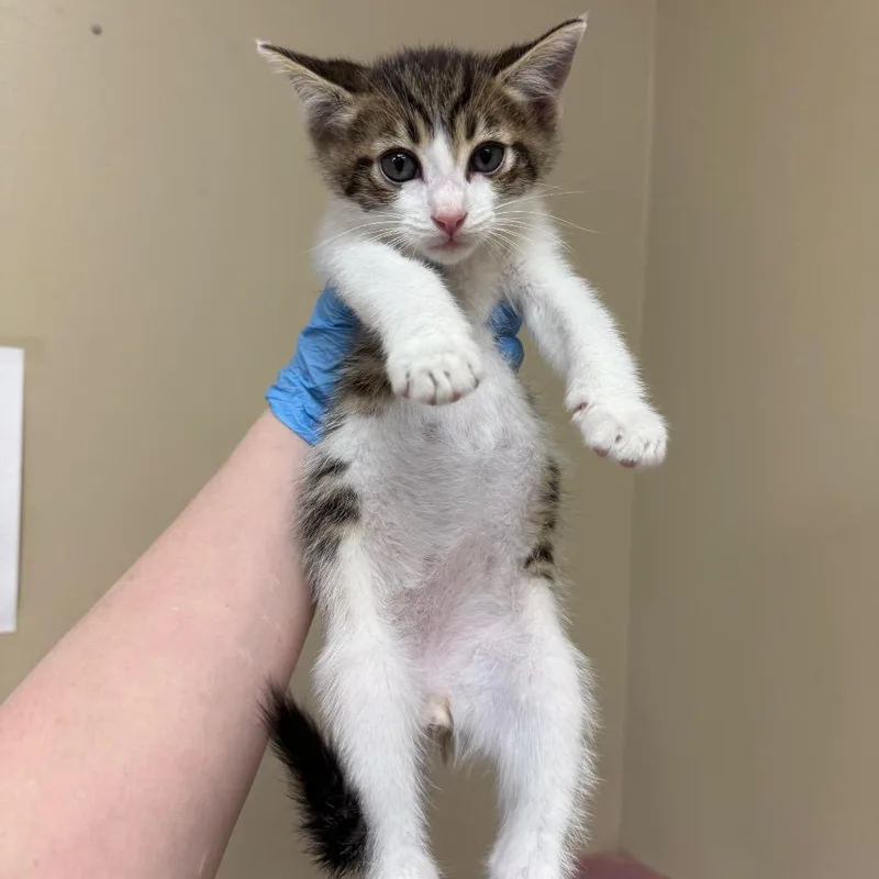 A baby small-sized male White Domestic Short Hair cat named Dubai for adoption in Birmingham, AL