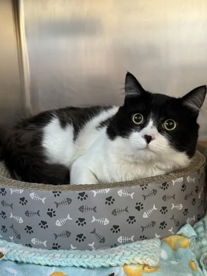 A young small-sized male Domestic Short Hair cat named Simon for adoption in Roseville, CA