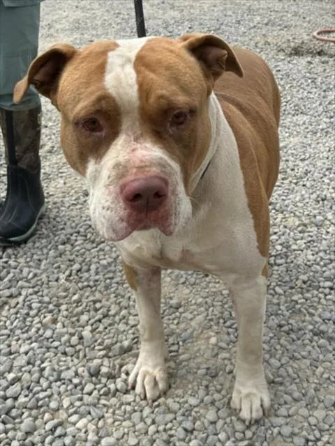 An adult medium-sized male Pit Bull Terrier dog named Kratos for adoption in Woodland, CA