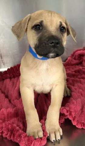 A baby small-sized male Pit Bull Terrier dog named Percy for adoption in Clinton Township, MI