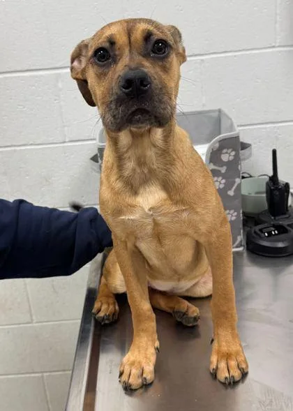 A baby small-sized female Brown / Chocolate Mixed Breed dog named Chamois for adoption in Kansas City, MO