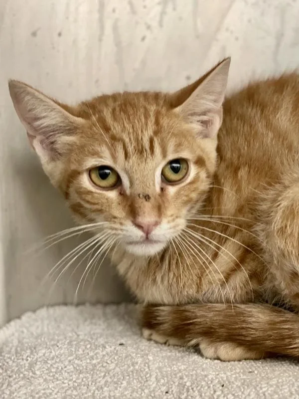 A baby small-sized male Domestic Short Hair cat named Goddard for adoption in Austin, TX