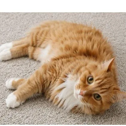 A senior large-sized female Orange / Red Domestic Long Hair cat named Gloria for adoption in Binghamton, NY