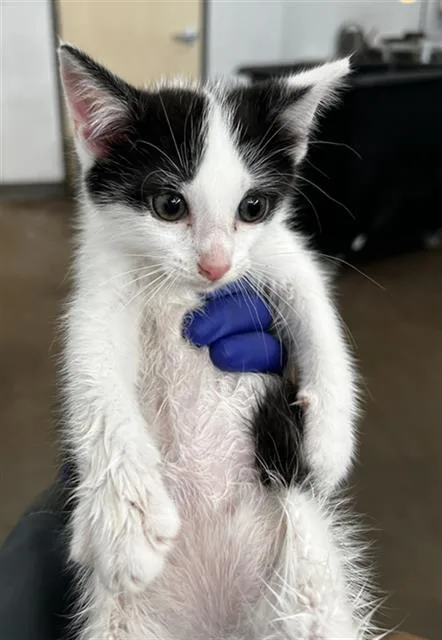 A baby medium-sized male Domestic Medium Hair cat named Forest for adoption in Dallas, TX