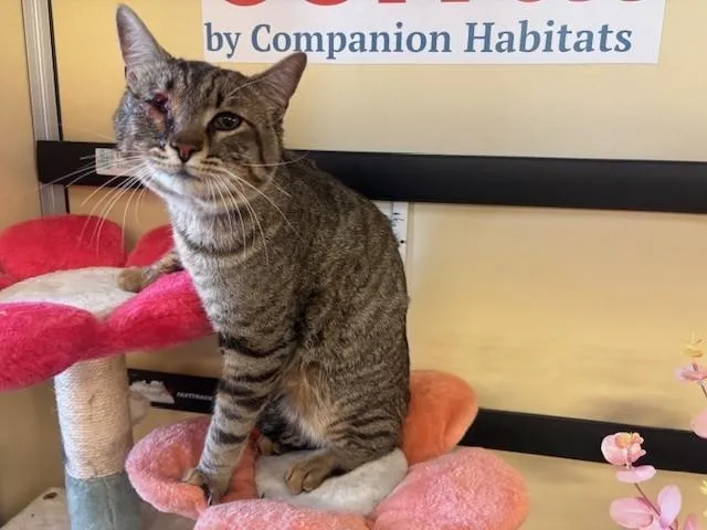 An adult large-sized male Domestic Short Hair cat named Bartholomeow for adoption in Lancaster, CA