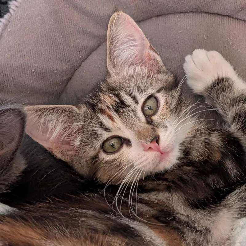 A baby small-sized female Calico Domestic Short Hair cat named Clarke for adoption in Hawthorne, CA