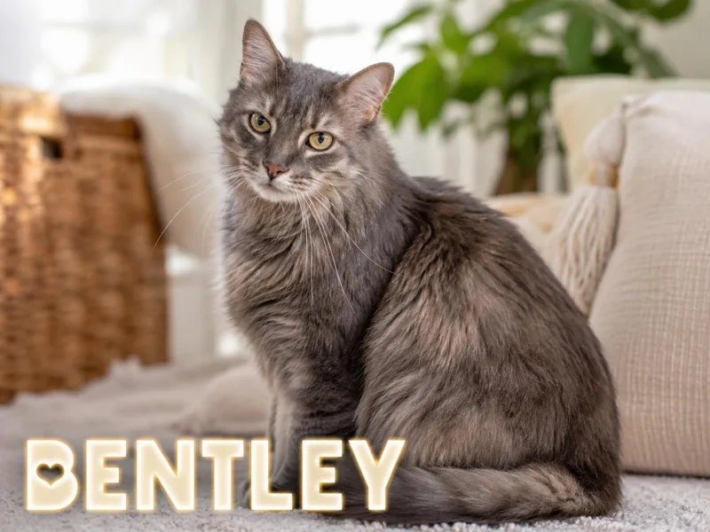 An adult large-sized male Domestic Long Hair cat named Bentley: DLH for adoption in Greenville, DE