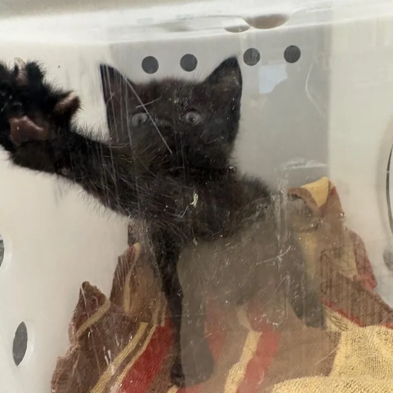 A baby small-sized male Black Domestic Short Hair cat named Pug for adoption in Columbus, GA