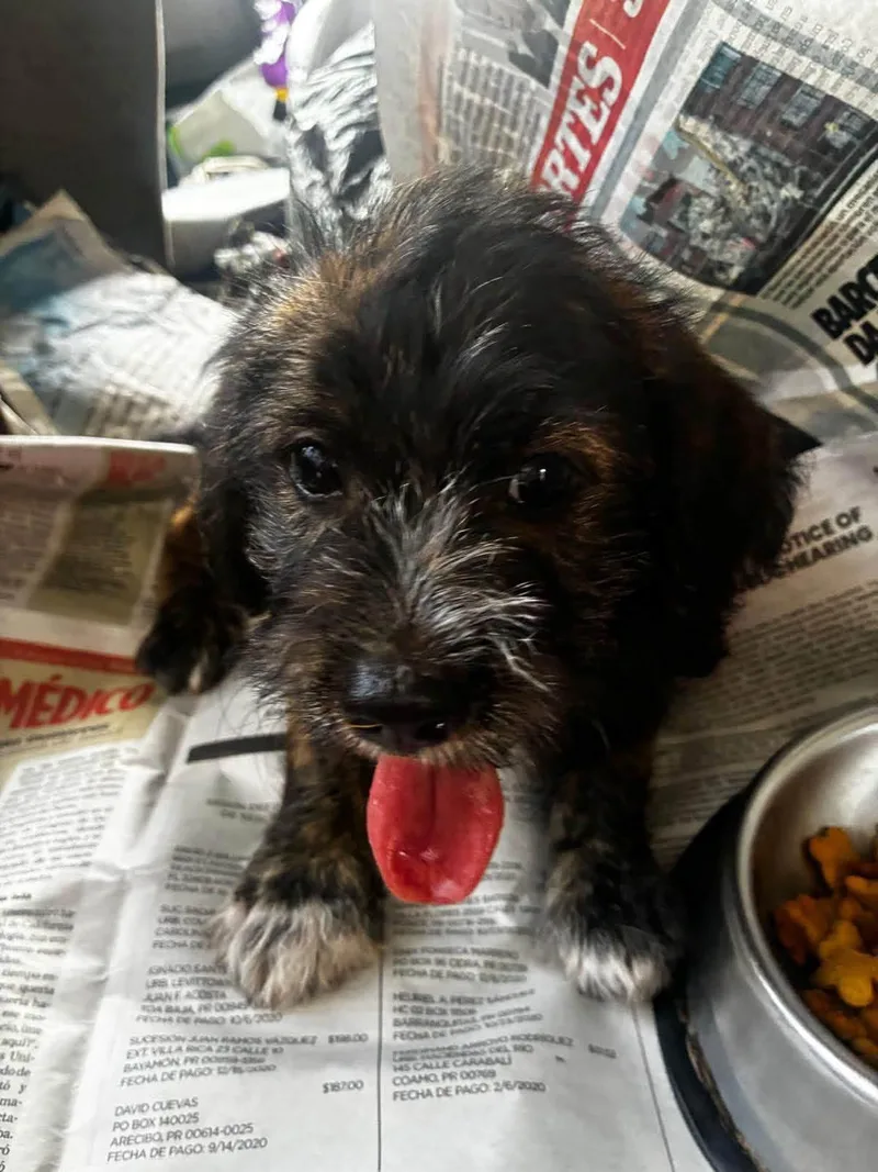 A baby medium-sized male Black Labrador Retriever dog named Taino for adoption in New York, NY