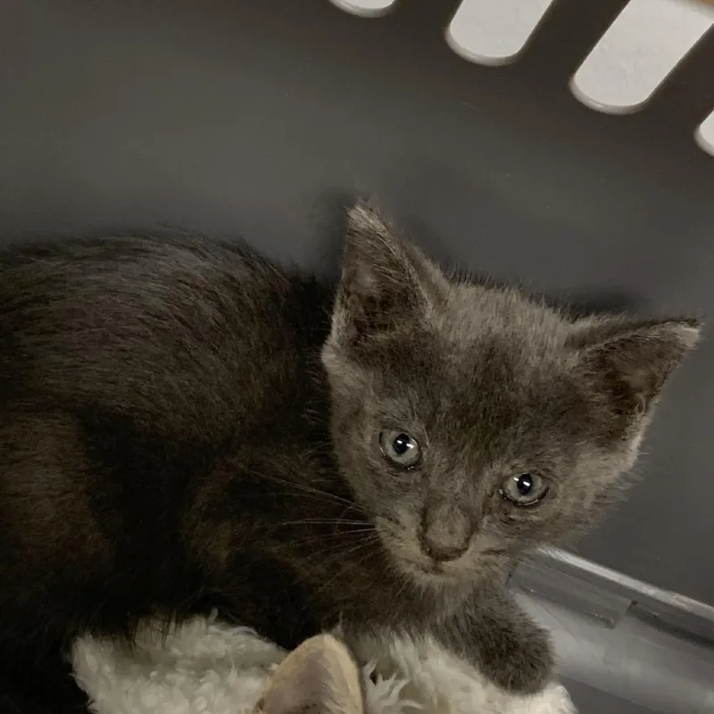 A baby small-sized male Gray / Blue / Silver Domestic Short Hair cat named Ash for adoption in Dickinson, TX
