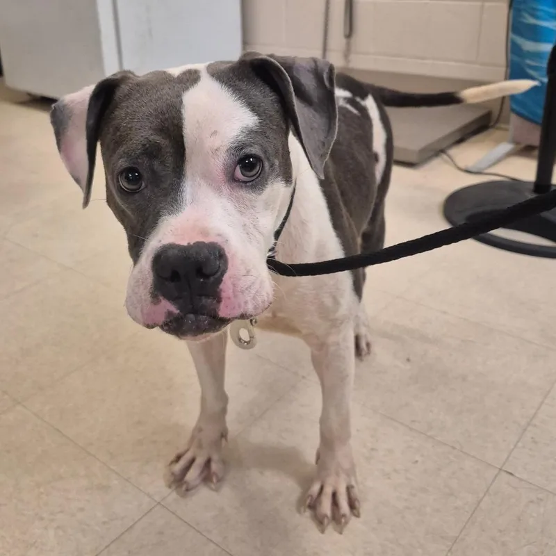 An adult medium-sized female Brown / Chocolate Mixed Breed dog named Scflstray_ for adoption in Lake Panasoffkee, FL