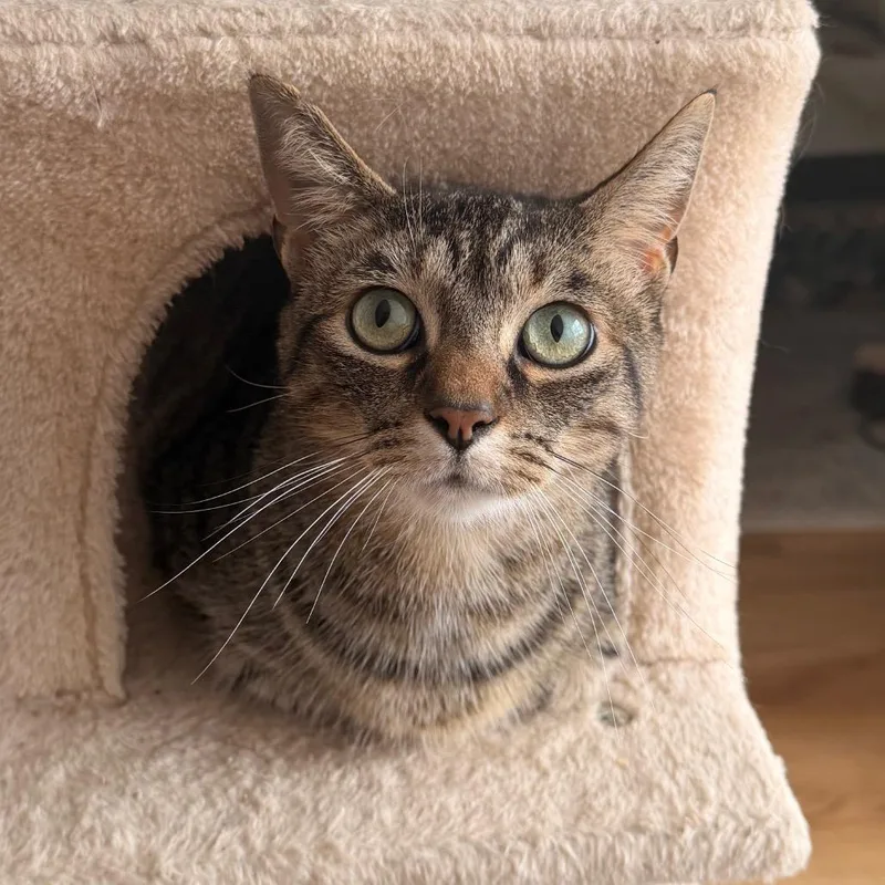 A senior large-sized male Domestic Short Hair cat named Jiji for adoption in Indianapolis, IN