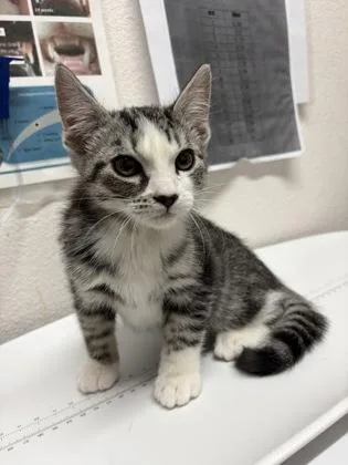 A baby medium-sized female Domestic Short Hair cat named Jules for adoption in Sacramento, CA
