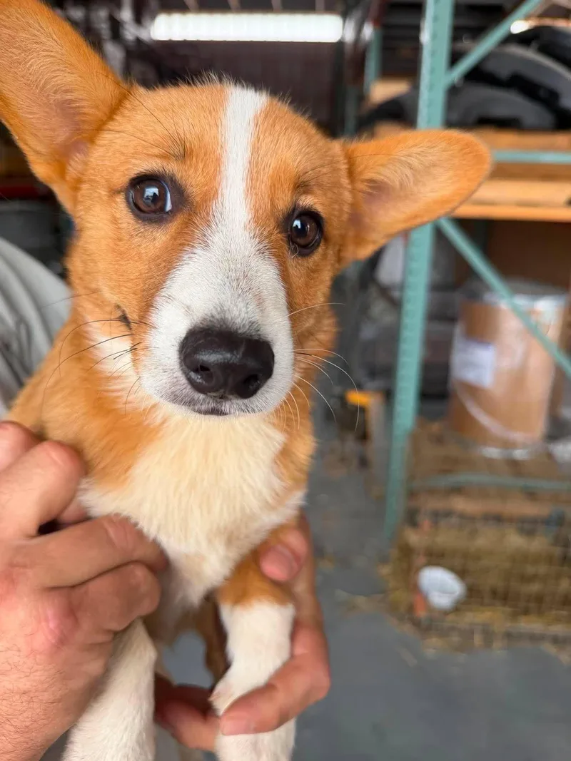 A baby small-sized female Pembroke Welsh Corgi dog named Juliette for adoption in Havertown, PA