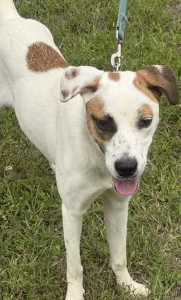 A young medium-sized female White / Cream Hound dog named Abra for adoption in Calera, AL