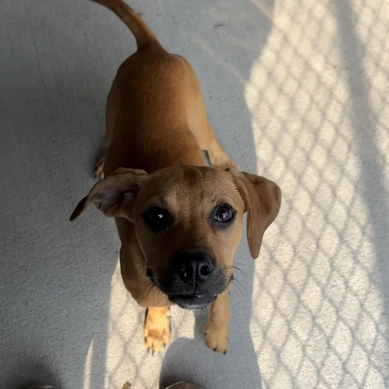 A baby medium-sized female Yellow / Tan / Blond / Fawn Retriever dog named Celine for adoption in Wilmington, DE