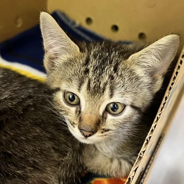 A baby small-sized female Domestic Short Hair cat named Po for adoption in Sioux City, IA
