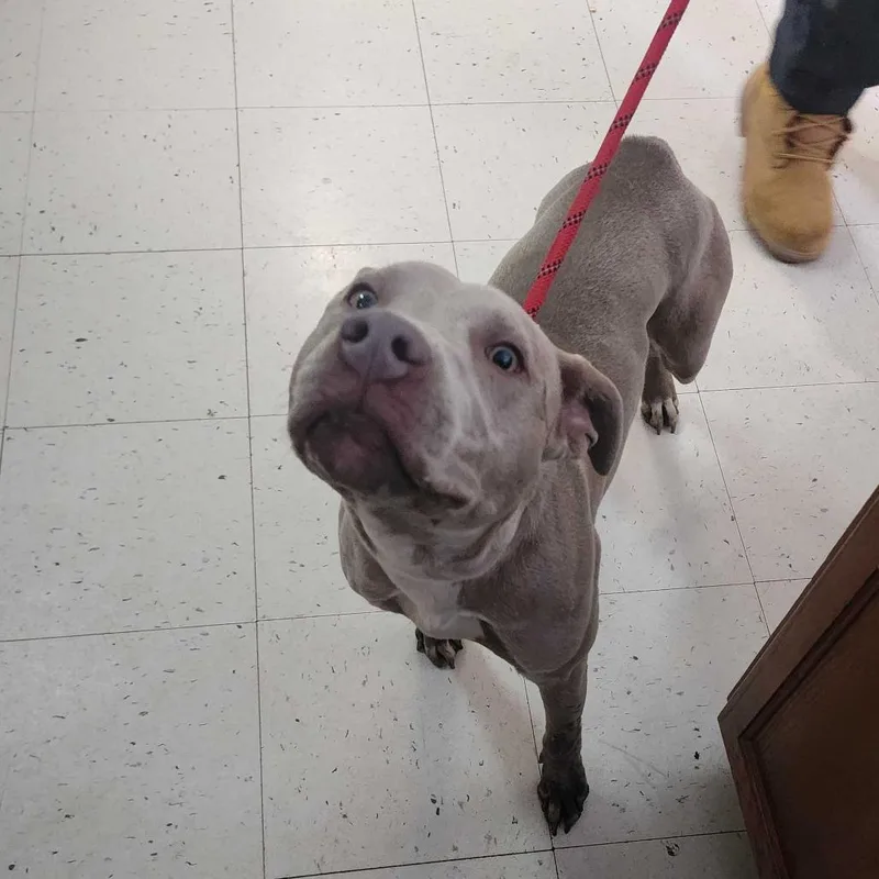 A young medium-sized female Yellow / Tan / Blond / Fawn Mixed Breed dog named Lean Cuisine Jean for adoption in Davenport, IA