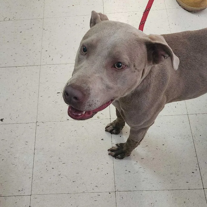 Lean Cuisine Jean thumbnail 2