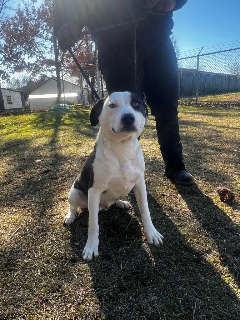 Dabarkus thumbnail 2