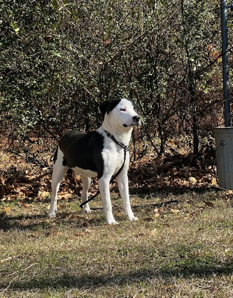 Dabarkus thumbnail 3