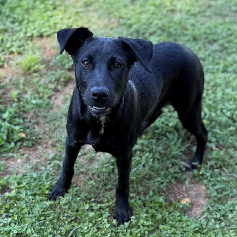 A young medium-sized female Black Labrador Retriever dog named Blossom for adoption in Summerdale, AL