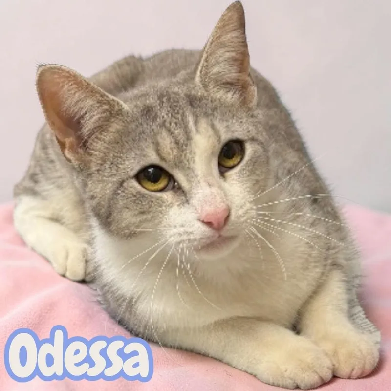 Odessa thumbnail 2
