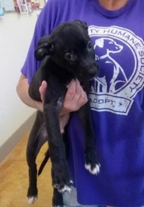 A young large-sized male Pit Bull Terrier dog named Zach for adoption in Austin, MN
