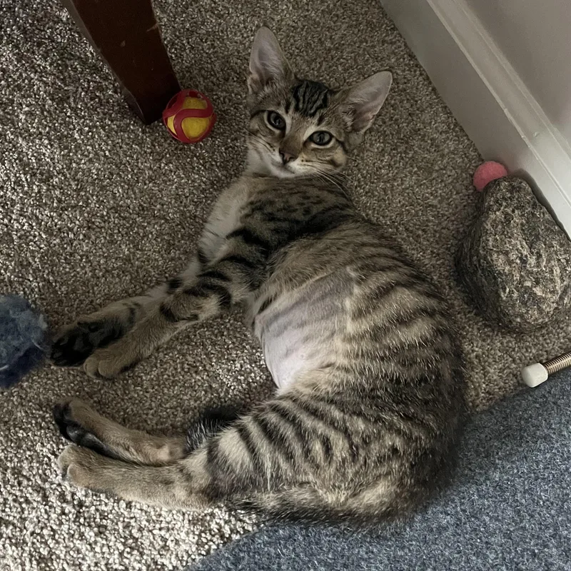 A baby medium-sized female Tabby (Brown / Chocolate) Domestic Short Hair cat named Leia for adoption in East Amherst, NY