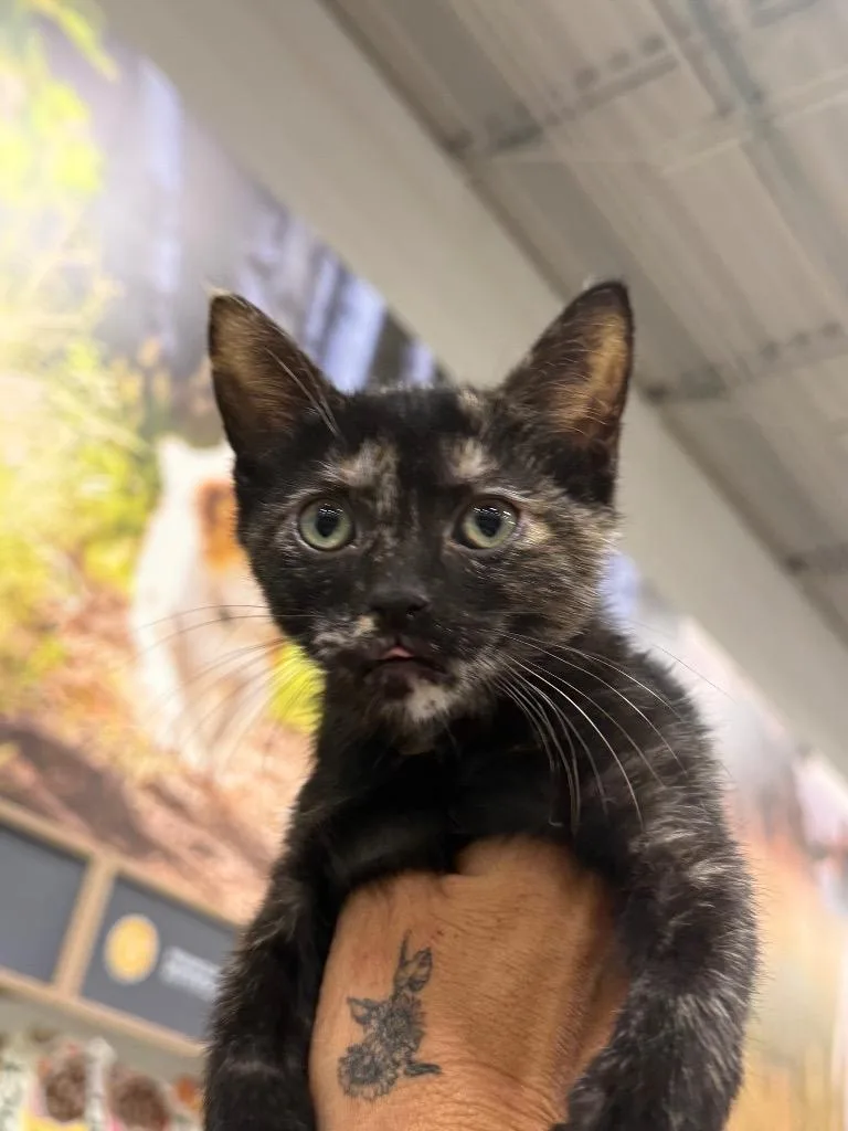 A baby large-sized female Domestic Short Hair cat named Brownie for adoption in warrenville, SC