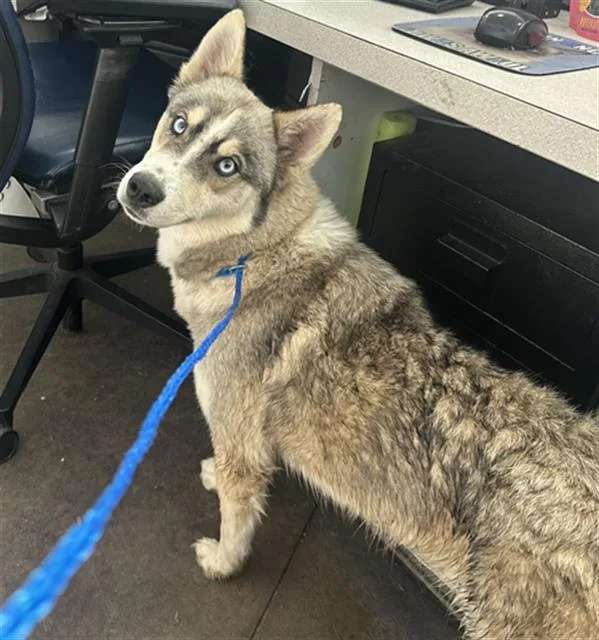 An adult large-sized female Mixed Breed dog named Butter for adoption in Dallas, TX