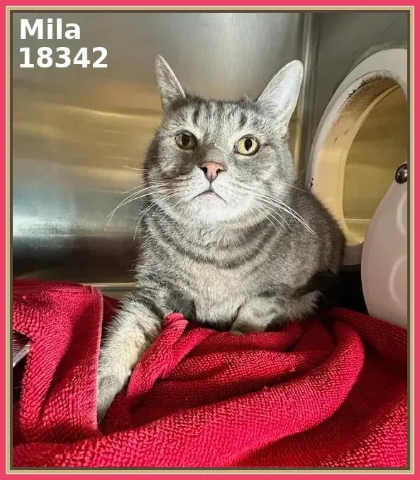 A senior large-sized female Tabby (Gray / Blue / Silver) Domestic Short Hair cat named Mila for adoption in Marietta, GA