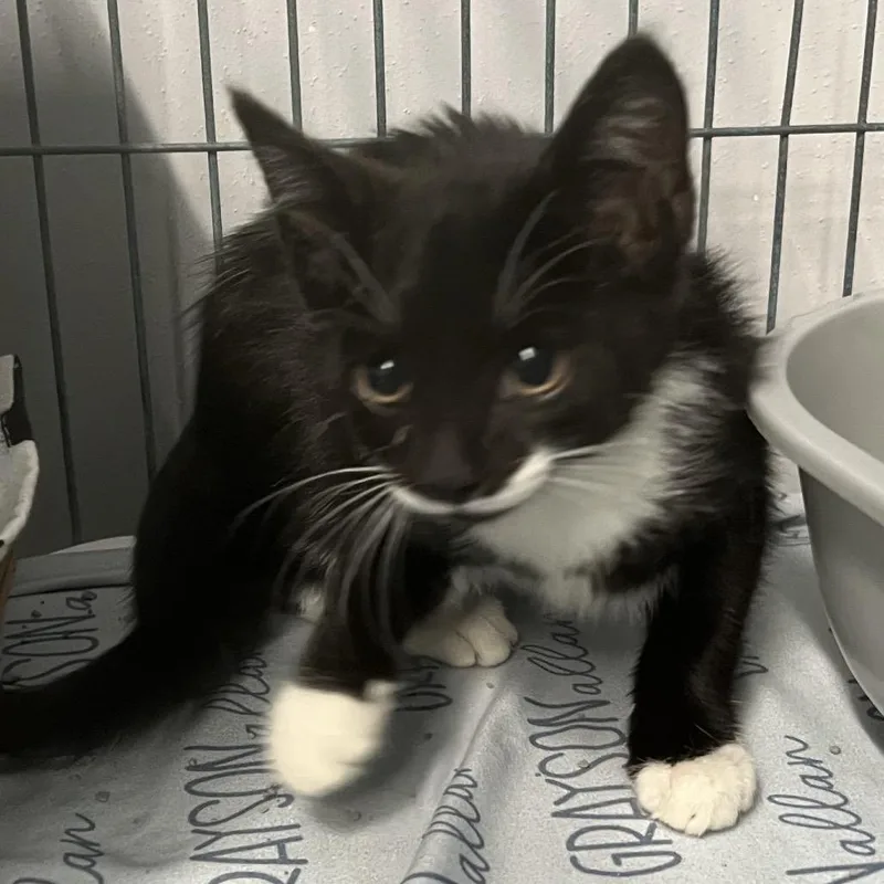 A baby small-sized male Black Domestic Short Hair cat named Grintoso for adoption in St. Louis, MO