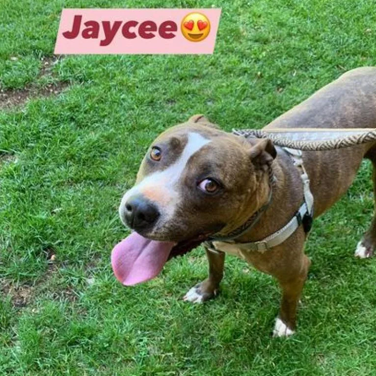 Jaycee thumbnail 3