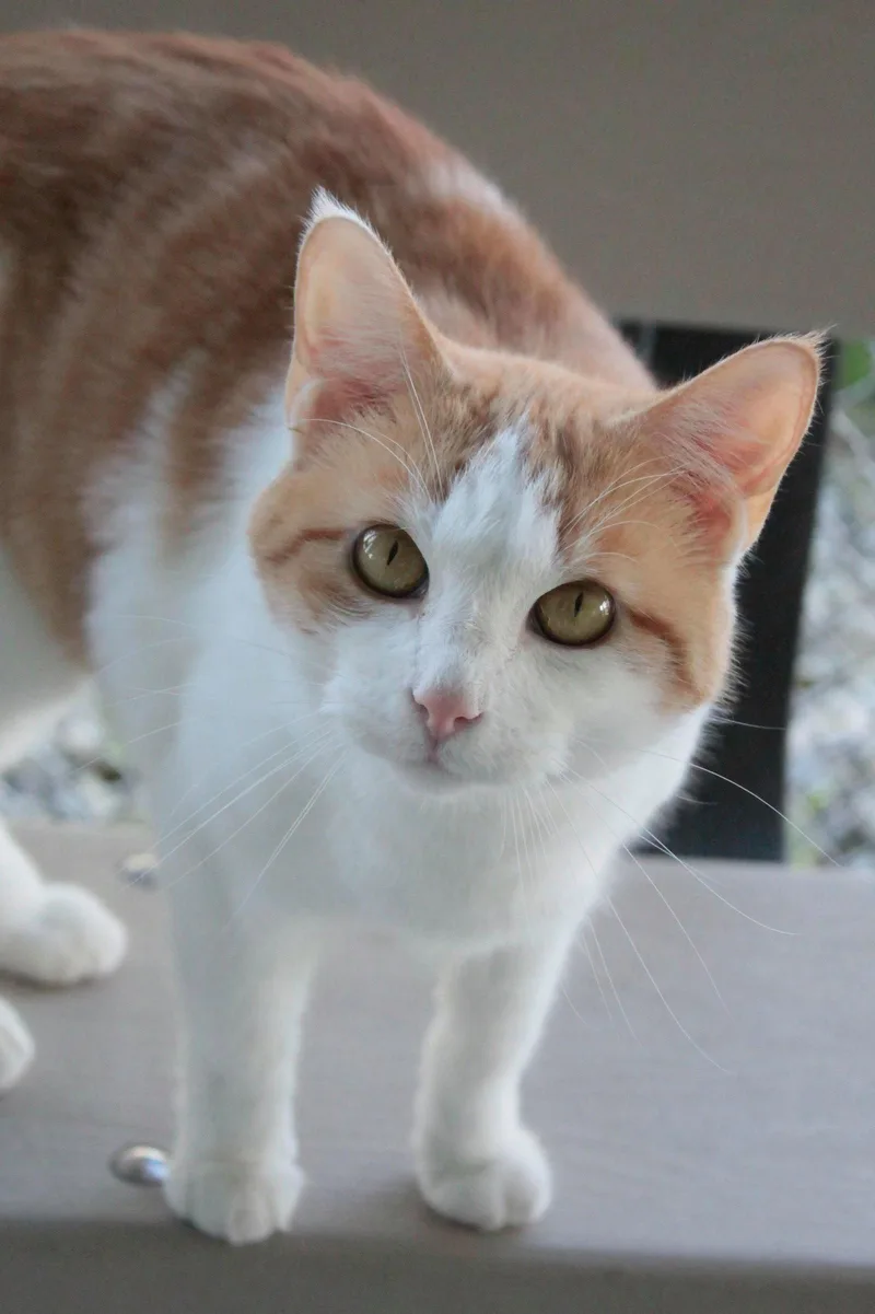 An adult medium-sized female Orange & White Domestic Short Hair cat named Freddie for adoption in Austin, MN