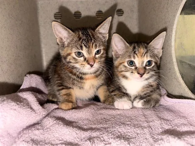 A baby small-sized female Domestic Short Hair cat named Kitana for adoption in Tustin, CA