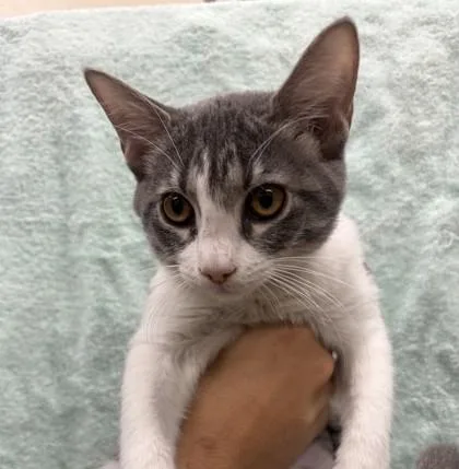 An adult small-sized female Domestic Short Hair cat named Julianne Hough for adoption in Honolulu, HI