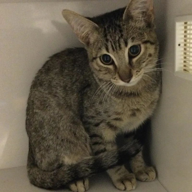 A baby small-sized male Brown / Chocolate Domestic Short Hair cat named Pochacco for adoption in Redwood City, CA
