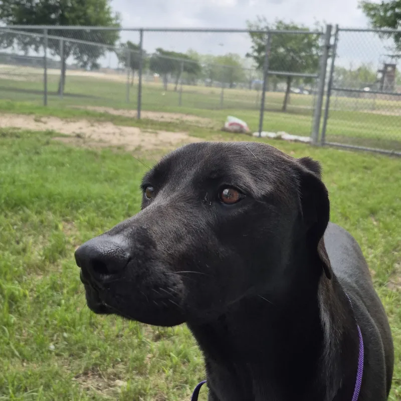 An adult large-sized female Labrador Retriever dog named Temperance for adoption in Schertz, TX