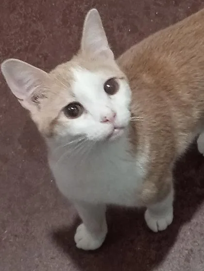 An adult small-sized female Domestic Short Hair cat named Pitter for adoption in Aberdeen, SD