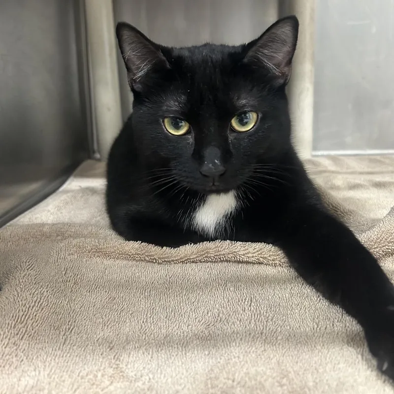 A young small-sized male Black Domestic Short Hair cat named Oreo for adoption in Newark, NJ