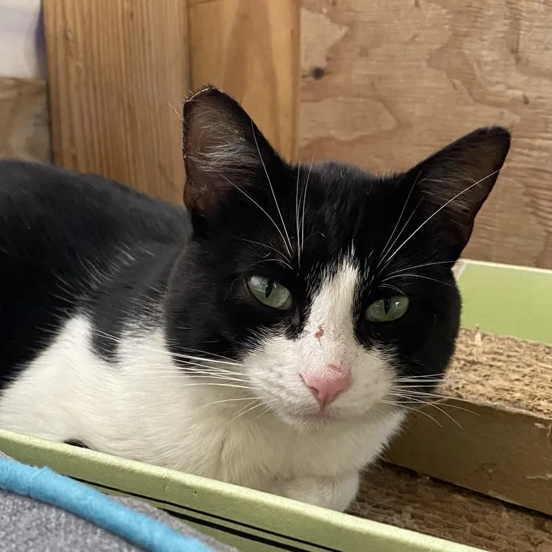 A young small-sized male Black Domestic Short Hair cat named Mitchell for adoption in San Pablo, CA