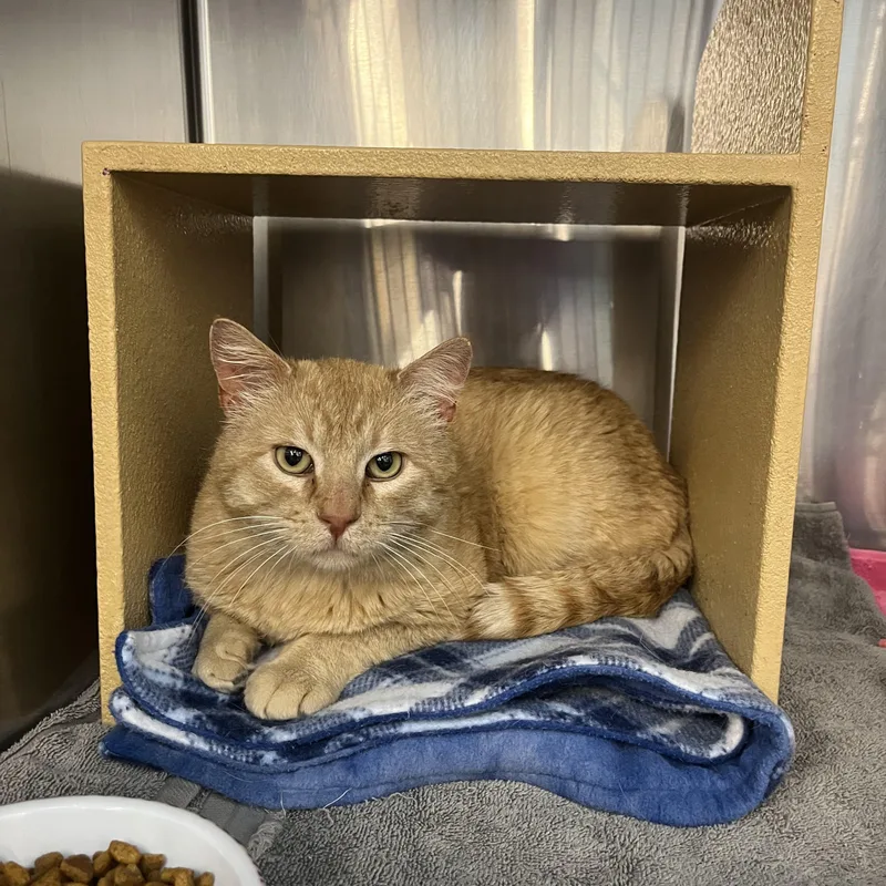 An adult large-sized male Tabby (Orange / Red) Domestic Short Hair cat named Gordon for adoption in Omaha, NE
