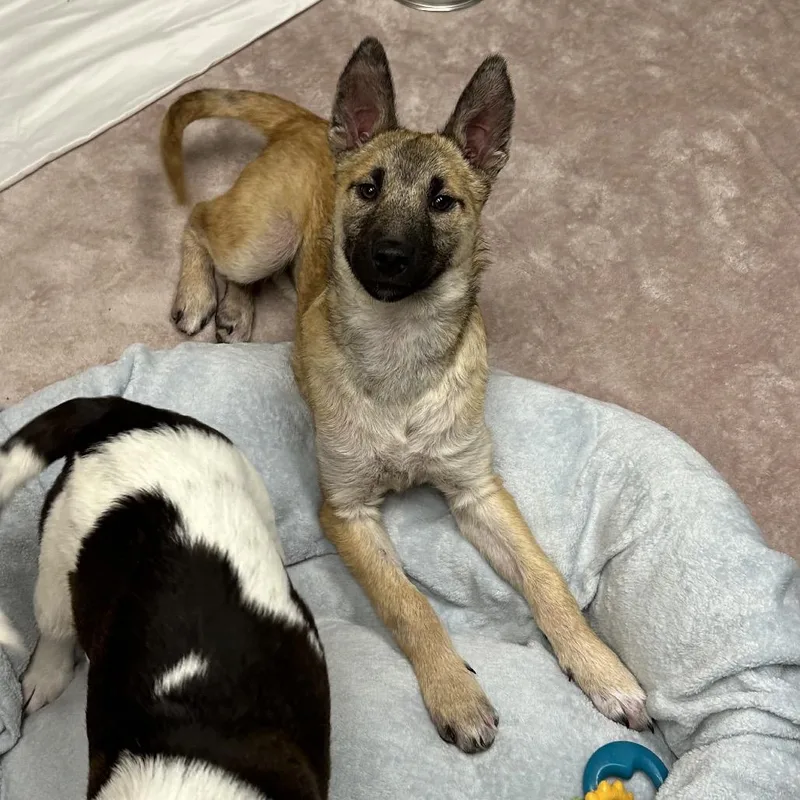 A young medium-sized female Brown / Chocolate Shepherd dog named Gummy Bear for adoption in Flagstaff, AZ
