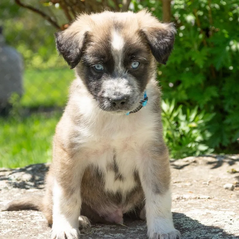 A baby small-sized male Shepherd dog named Ct Finnerman Avail May for adoption in Stormville, NY